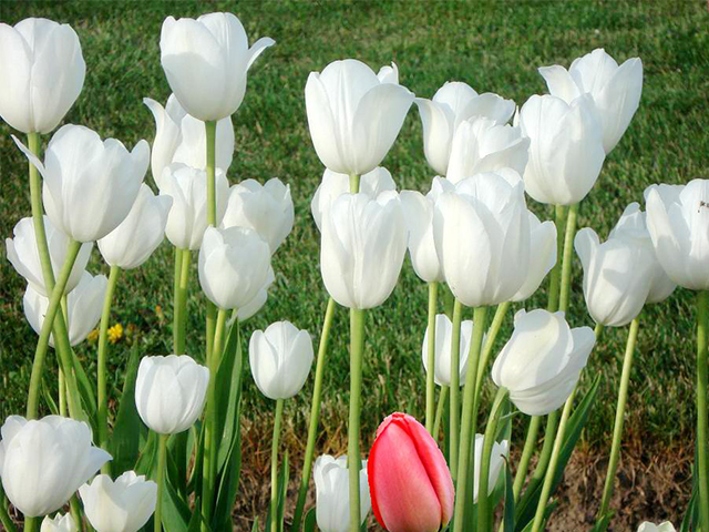 Mẹo chọn hoa Tulip làm quà tặng